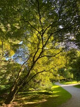 Smooth Japanese Maple (Acer Palmatum Atropurpureum), Palmate Maple, Roter Fächer-Ahorn, Japanski Javor, Mainau - Constance, Germany / Konstanz, Deutschland