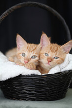 Kittens Playing With Flowers And Sleeping In A Basket