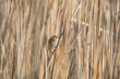 Ptak na trzcinie Rokitniczka Acrocephalus schoenobaenus, ptak który bardzo głośno śpiewa