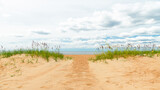 Fototapeta Morze - Trail between two sand dunes covered with reeds on the seashore beach