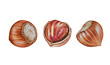 Watercolor illustration of hazelnuts on white background . Hand drawn. Closeup. Template.