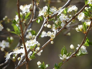 Wall Mural - Closeup shot of blooming white cherry blossom flowers on branches