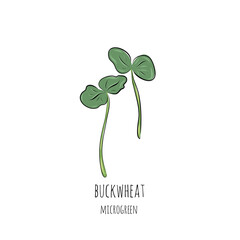 Wall Mural - Hand drawn buckwheat micro greens. Vector illustration in sketch style isolated on white background.