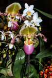 Fototapeta Storczyk - Paphiopedilum Slipper Orchid (Paphiopedilum hybridum) in greenhouse, Moscow, Russia