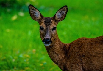 Poster - Closeup shot of Roe deer looking to the camera on background of grass