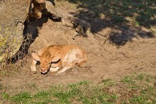 High Angle Shot Of A Calf Sleeping On The Ground Under A Tree