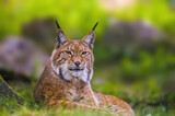 a wild lynx is hiding in the forest