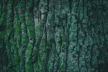 Embossed Texture Of The Bark Of Oak With Green Moss. Deep Green Tree Trunk Covered Old Mossy Lichen Bark In Rainforest. Vibrant Bright Green Moss Growing Natural On Tree Trunks Texture.