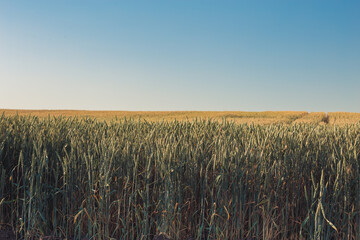 Agriculture. Wheat fields. Sunset on a field with young rye or wheat in summer with cloudy sky background. Landscape. Golden Wheat. Wheat field at sunset, evening agricultural scene. Beautiful Nature