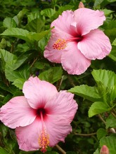 Vertical Closeup Shot Of Two Pink Hibiscus Flowers Growing On A Bush