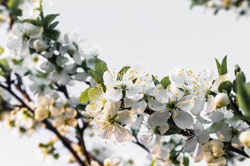  The white cherry blossoms on the tree bloomed in spring