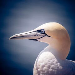 beautiful scenery of a northern gannet under the sunlight