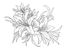 Lilies Flowers Monochrome Vector Illustration. Beautiful Draw Of Tiger Lilly Isolated On White Background. Element For Design Of Greeting Cards And Invitations