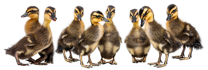 Wall Mural -  ducklings ( indian runner duck) isolated on a white background