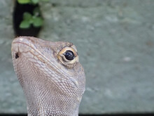 Closeup Of Brown Anole's Chin