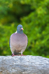 Wall Mural - Pigeon sitting on a wooden log. The photo has a green background.