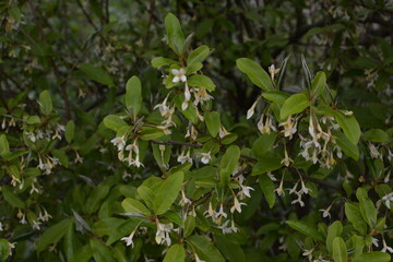 Sticker - Spring branch with blooming flowers of Elaeagnus multiflora