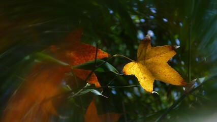 Sticker - Selective focus shot of a yellow leaf on the tree in the forest in autumn