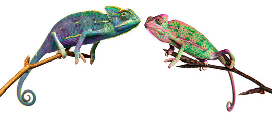 Wall Mural - chameleons in unusual colors on a branch isolated on white