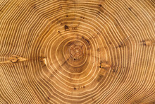 Cross Section Of Acacia Tree With Growth Rings. Full Frame Of Wood Slice For Background