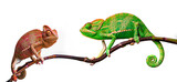 Fototapeta Zwierzęta - chameleon - Chamaeleo calyptratus on a branch