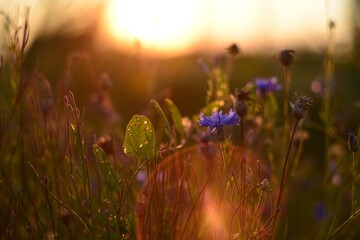 wild flowers in the light of the sun at sunset