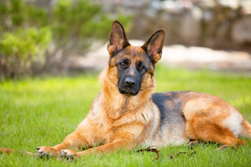 German shepherd lying on the grass in the park. Portrait of a purebred dog.