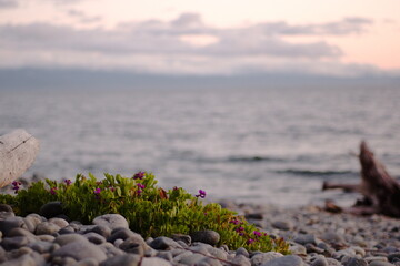 green plant on grey beach