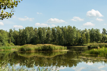 Naklejka na meble Little lake and forest in Noginsk area, Moscow region, Russia