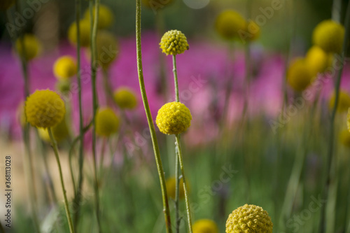 花 黄色 丸い 原色 花壇 花畑 水玉 開花 満開 円 球 栽培 園芸 春 夏 ポンポン ピンク色 Buy This Stock Photo And Explore Similar Images At Adobe Stock Adobe Stock