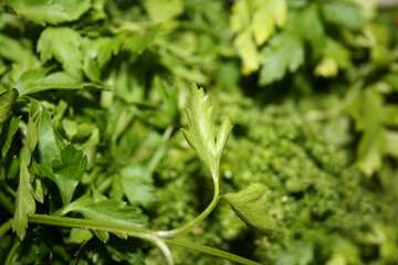 parsley leaves with blurred green background