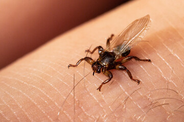a macro close-up of parasite deer fly, lipoptena cervi, on a hairy sking during autumn in boreal for