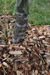 Canvas Print - Mulch Bedding at the Base of a Tree