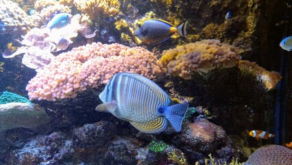  fish in aquarium