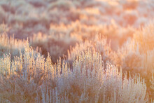 Soft Sun Sunset Rays Sunlight Lift Through Grass Green Desert Sage Brush Plants In Ranchos De Taos Valley Landscape In Summer Abstract Pattern