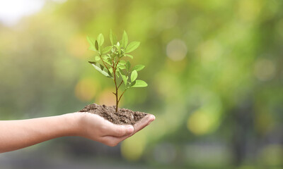 Environment day concept. Young plant on the ground in hand over spring green nature background.