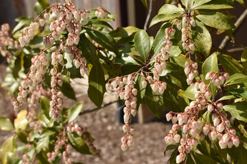 Wall Mural - Pieris japonica blooming in early spring