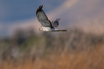 Extremely close view of a male hen harrier gliding while hunting, seen in the wild in North California