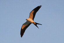 Swallow Tail Kite Flying Against Blue Sky In Florida During Sunset. Rare Bird In Flight Gliding.