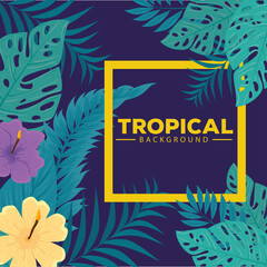 Wall Mural - tropical background, hibiscus yellow and purple color, with branches and leaves plants vector illustration design