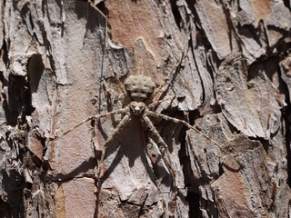 forest spider on the bark of a tree