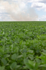 Wall Mural - Fire on crop field rows on a sunny day