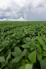 Wall Mural - Soy crop field rows on a sunny day