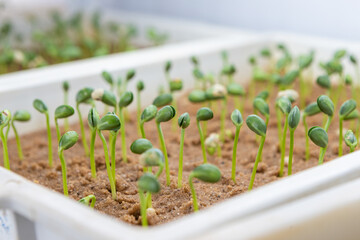 Soy beans on trays inside a laboratory