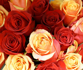 Fotomurales - fresh colorful roses in a bouquet as background