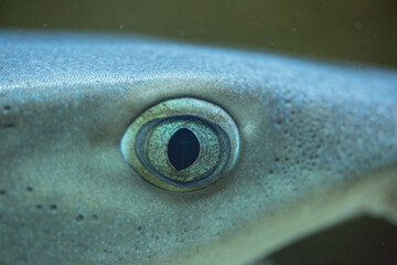 A close-up of the head of a shark in the ocean was taken in Dalian, Liaoning Province, China