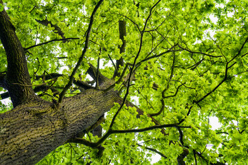 Sticker - Young oak leaves in the forest.