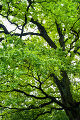 Sticker - Young oak leaves in the forest.