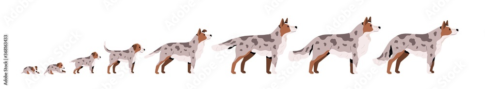 Set of cute puppy, herding dog growth stage, development. Domestic animal growing from cub to adult pet. Mammal life cycle process. Flat vector cartoon illustration isolated on white background - obrazy, fototapety, plakaty 