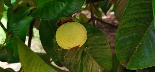 Wall Mural - Mangosteen is waiting for harvest on the tree next season.